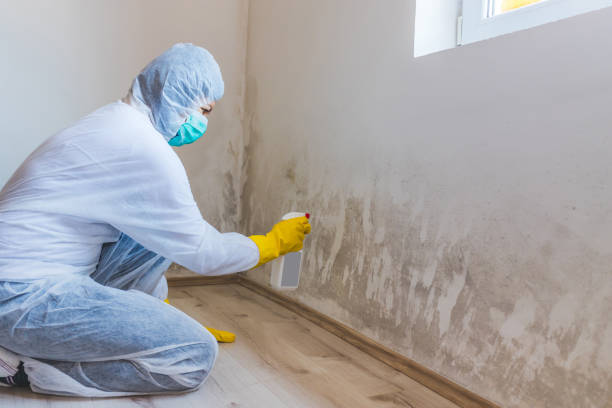 Licensed Mold Remediation service in Westminster, TX - WQB Mold Removal